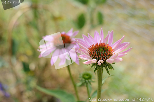 Image of Two echinacea flowers with pale pink petals