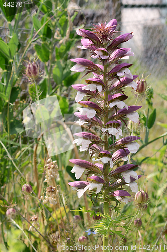 Image of Bear\'s breeches plant with tall flower spike