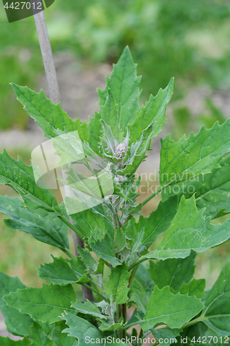 Image of Lush quinoa plant supported by a cane