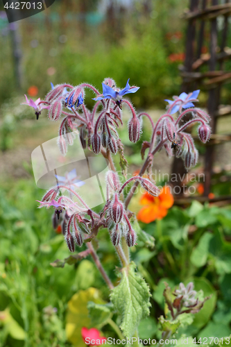 Image of Borage plant with downturned blue flowers 