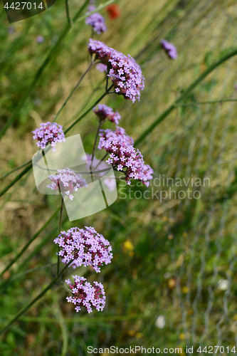 Image of Stalks of verbena, topped with tiny purple flowers