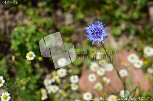 Image of Single blue cornflower against a background of mayweed 