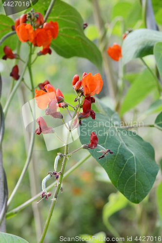 Image of Growth on a runner bean vine