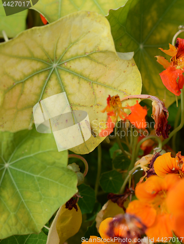 Image of Black and yellow cabbage white caterpillar