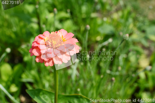 Image of Pale pink zinnia flower with layered petals