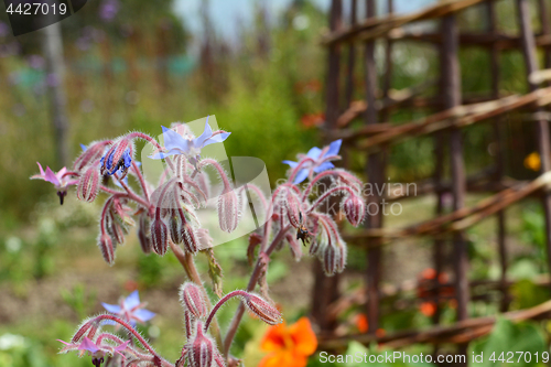 Image of Borage flowers in a pretty flower bed