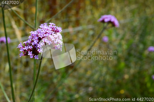 Image of Long stems of purple flowers on a verbena plant