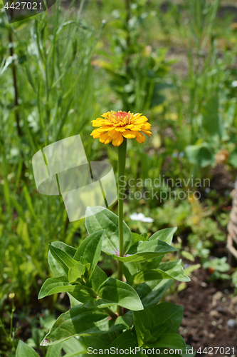 Image of Zinnia plant with bold yellow flower 