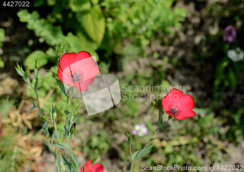 Image of Scarlet flax flowers