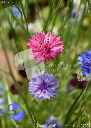 Image of Vivid pink cornflower - bachelors button