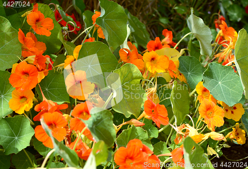 Image of Tiny hoverfly flying above orange nasturtiums