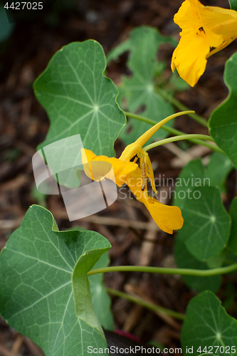 Image of Cabbage white caterpillar crawls down a yellow nasturtium flower