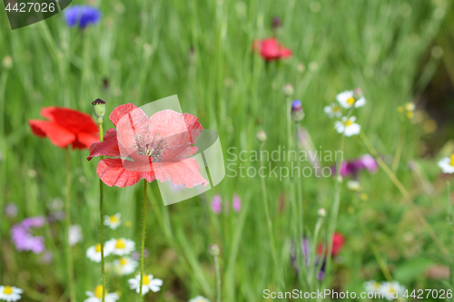 Image of Red poppy flower blowing in the wind 