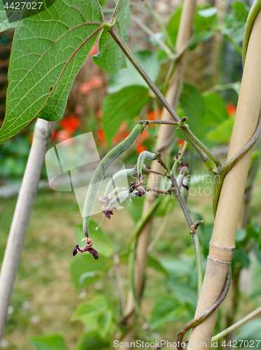 Image of Small runner beans start to grow from a vine