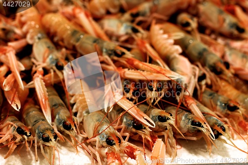 Image of Fresh Raw Langoustines