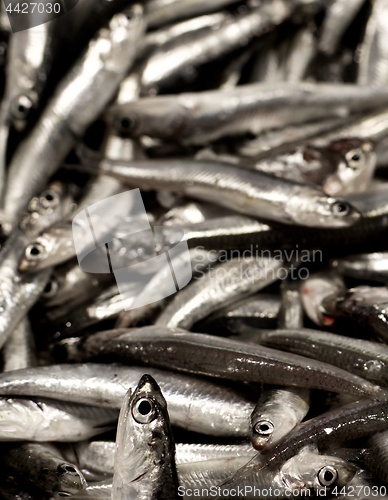 Image of Raw Fresh Sardines