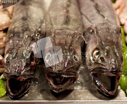 Image of Raw Fresh Hake Fish
