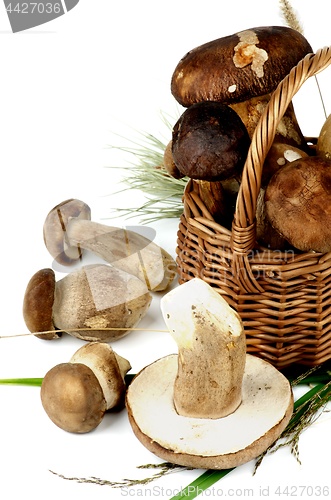 Image of Raw Boletus Mushrooms