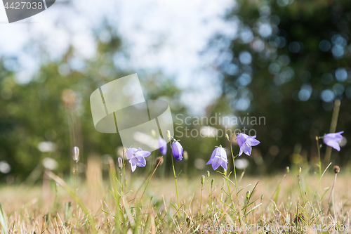 Image of Beautiful blue summer flower