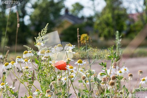 Image of Garden summer flowers