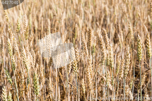 Image of Wheat field background