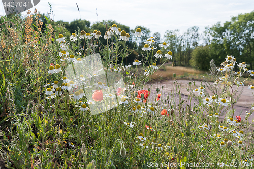 Image of Summer flowers in red and white