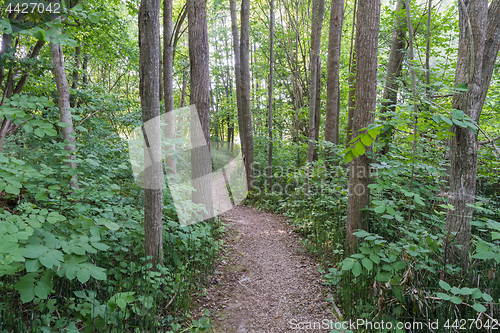 Image of Winding footpath through a green forest