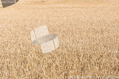 Image of Corn field background image