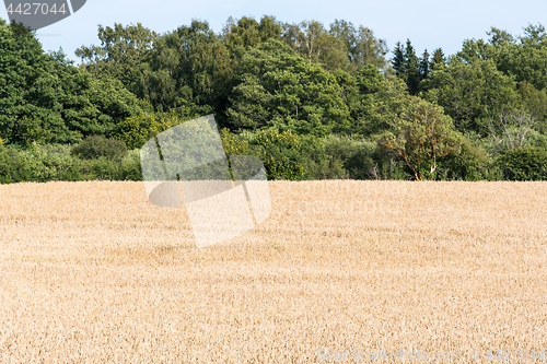 Image of Matured wheat field by a forest