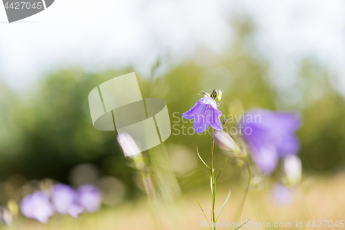 Image of Beautiful blue summer flower