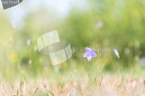 Image of Bellflower in bright summer light