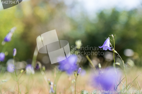 Image of One focused bluebell flower