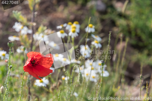 Image of Red Poppy flower closeup