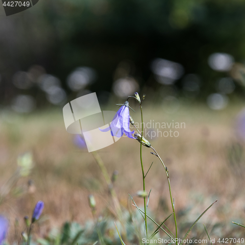 Image of Single Bluebell flower 