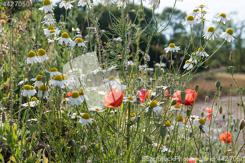 Image of Summer flowers closeup