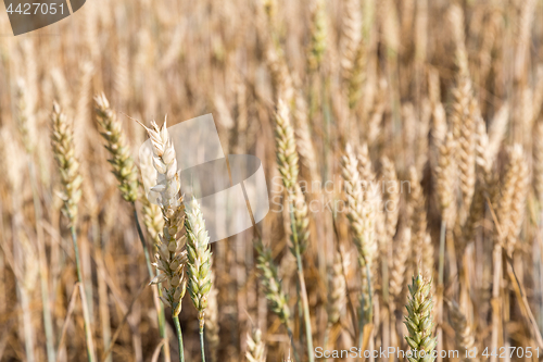 Image of Almost matured wheat field closeup