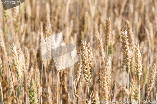 Image of Wheat field closeup