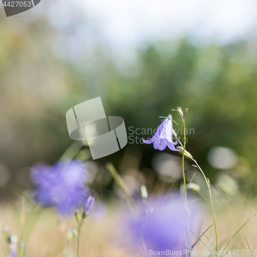 Image of Blue summer flower closeup