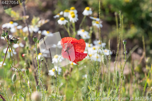 Image of Red Poppy flower in focus