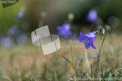 Image of Single beautiful Bluebell flower 