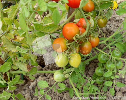 Image of Truss of ripening tomatoes