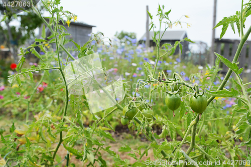 Image of Green tomatoes on the plant against a colourful allotment