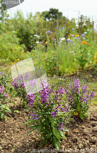 Image of Angelonia plants with mauve petals in a summer garden 