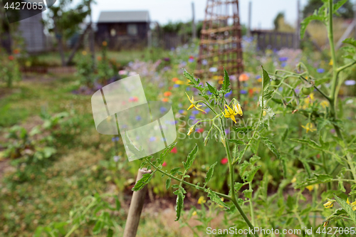 Image of Yellow tomato flowers on a plant in an allotment