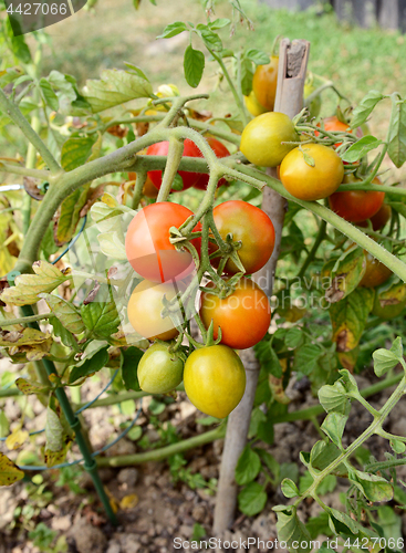 Image of Tomato plant truss with green, yellow and red fruit