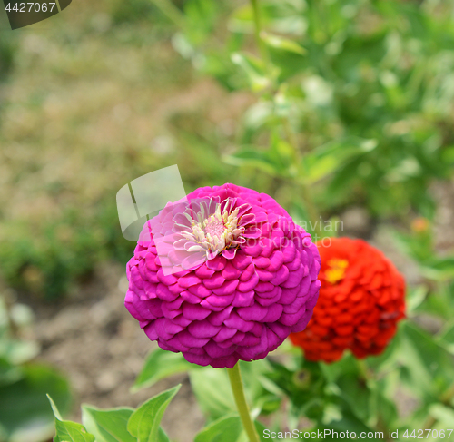 Image of Large pink zinnia flower in summer