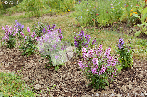 Image of Garden flower bed filled with angelonia plants