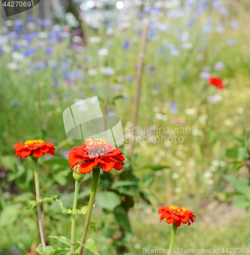 Image of Bright red zinnia flowers against blue and white cornflowers