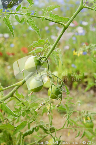 Image of Green tomatoes grown on a cordon tomato plant 