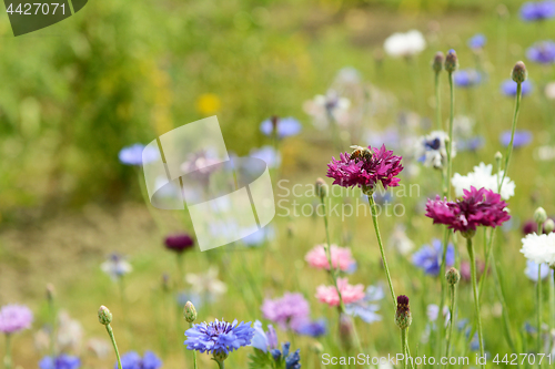 Image of Honeybee on a purple cornflower bloom